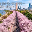 서호1교 | 서울 벚꽃 명소 7곳, 2026 여의도·석촌호수·경복궁 개화시기
