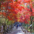 청단풍 이미지