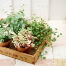 반려식물(홈가드닝) 이미지