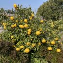 삼우농원 이미지