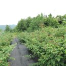 하금농장 이미지