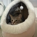 목욕 | 대구 달서구 고양이미용 “밀꼬냥” 무마취 &amp; 맞춤형 목욕 후기✨