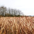 갈대습지공원 이미지