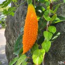 잉꼬가든 이미지