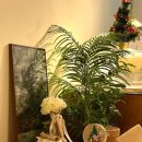 데이지 식탁(DAISY TABLE) 이미지