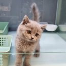 대전고양이분양 비비냥 이미지