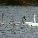 하천(갑천5) 이미지