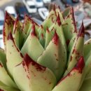 헬리오스 이미지