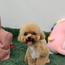 다시오개 이미지