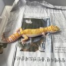 게코모아