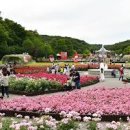 울산 장미축제 - 울산대공원 이어서 태화강대공원 이미지