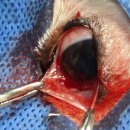 3rd eyelid gland (or lacrimal gland) adenoma, complex type 이미지