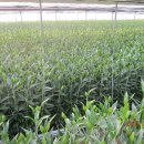 행진농장2농장 이미지