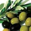 올리브 이미지