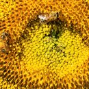 연천 호로고루성의 해바라기 축제 이미지