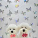 더 도도하개 이미지