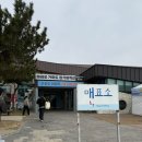 청보리 | 가파도 청보리축제 내돈내산 방문후기💗