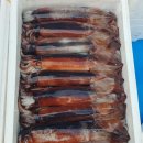 (판매종료) 횟감숫치민어, 횟감참농어, 활꽃게, 생물오징어 이미지