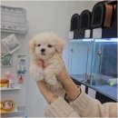 강아지분양애견분양퍼피플라워