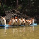 8코기네 이미지