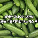 [특가]싱싱한 미니오이 보관법 고르는 기준 더자인 1kg 박스 후기