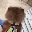 [애견] 강아지 인식표 추천｜내돈내산 애견 이름표 후기 (+각인 내용)