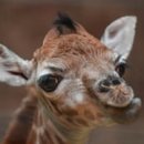 BOXING DAY 이미지