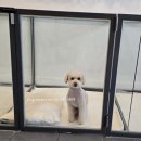 마이쏭 펫샵 이미지