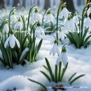 Snowdrop (Perce-neige) / 지난 잔설위에 꽃(Snowdrop)이 피어있다 이미지