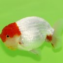 홍백농장 이미지