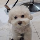 강아지미장원 | [광교미용실] 카키브라운 여자염색 - 유월애미장원 수원광교점