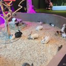 월미로2 | 인천 실내박물관 4세 아이랑 와일드벅스 곤충박물관 동물체험