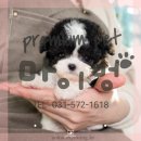 왓츠멍 남양주 강아지분양 | 김해강아지분양 새가족을 만났어요~💞