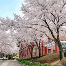 계명인쇄소 | 대명동 계대 벚꽃 만개 / 예쁜 캠퍼스
