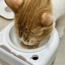 상암 진 동물의료센터 | 상암동 고양이 전문 동물병원 상암 진 동물의료센터 정기검진 1년에 한 번씩
