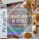 하모니캣