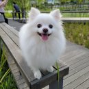 식물원 강아지 이미지