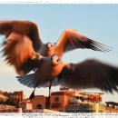 부산갈매기 이미지