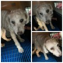 종고초등학교 이미지