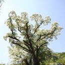 이팝나무길 이미지