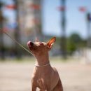 이비치 동물치과병원 이미지