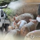파주양돈단지(5) 매일경제