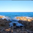 스마일애견 이미지