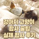 강아지랑 고양이 | 강아지랑 고양이 같이 키우는 법, 생각보다 쉬울지도?｜합사 팁 &amp; 리얼 후기 총정리
