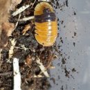 엠버농장 이미지