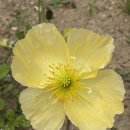 오산천 | 오산천 튤립 실시간 후기 4월 막바지 상태 (주차, 위치 총정리)