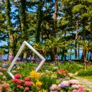 6.7.8월꽃구경 강원도 동해안 수국명소 가볼만한곳 주차 방문팁