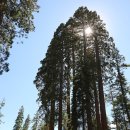 <b>요세미티</b> 산불…'그리즐리 세쿼이아' 최후 맞을지도