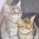 고양이 분양 달타냥 이미지