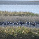 두루미로 이미지